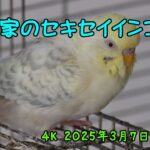 ４K動画　Nikon Z50 NIKKOR DX 50-250/4.5-6.3撮影のセキセイインコ動画