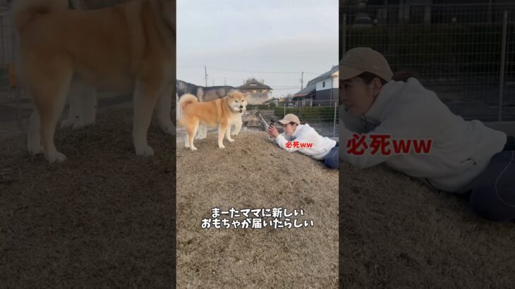 柴犬とハスキーを噂のVlogカメラで撮影してみたら凄すぎました…！#オズモポケット3＃コンデジ＃動画撮影＃おすすめカメラ#shorts